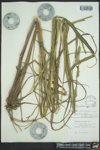 Paspalum urvillei image
