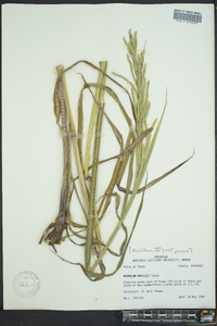 Paspalum urvillei image