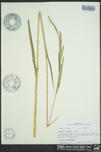 Paspalum urvillei image