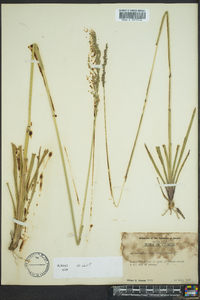 Anthaenantia rufa image