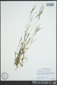 Digitaria bicornis image