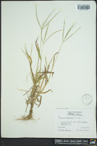 Digitaria ciliaris image