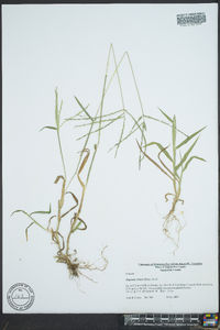 Digitaria ciliaris image