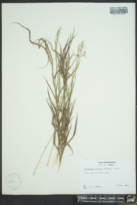 Digitaria cognata image