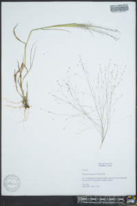 Digitaria cognata image