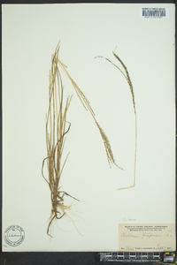 Digitaria filiformis image