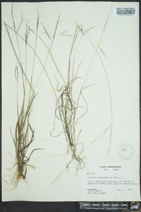 Digitaria filiformis image