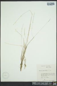 Digitaria filiformis image