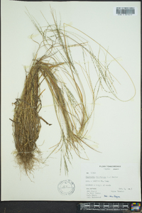 Digitaria filiformis image