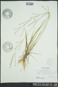 Digitaria filiformis image