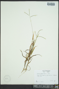 Digitaria filiformis image