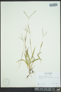 Digitaria filiformis image