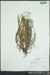 Digitaria ischaemum image