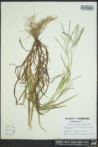 Digitaria ischaemum image