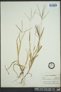 Digitaria ischaemum image