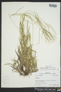 Digitaria ciliaris image