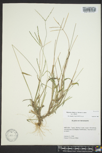 Digitaria ciliaris image