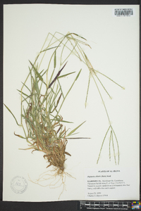 Digitaria ciliaris image