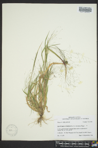 Digitaria cognata image