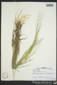 Digitaria cognata image