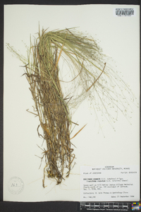 Digitaria cognata image