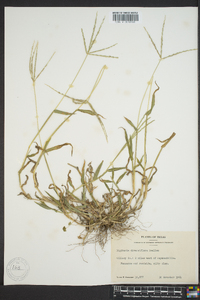 Digitaria bicornis image