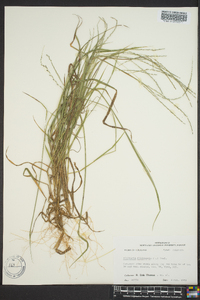 Digitaria filiformis image