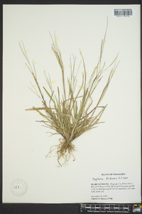 Digitaria filiformis image