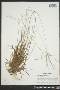 Digitaria filiformis image