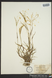 Digitaria floridana image