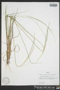 Digitaria filiformis image