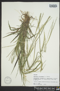 Digitaria filiformis image