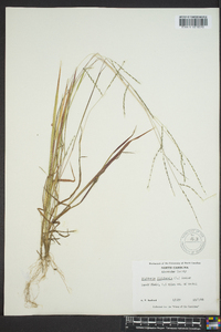 Digitaria filiformis image