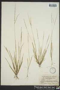 Digitaria laeviglumis image