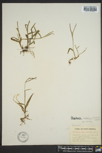 Digitaria laeviglumis image