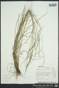 Digitaria villosa image