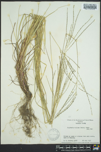 Digitaria villosa image