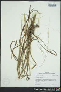 Digitaria villosa image