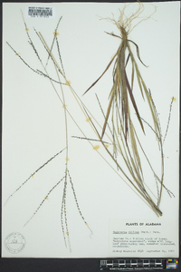 Digitaria villosa image