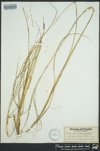 Digitaria villosa image