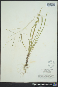 Digitaria villosa image