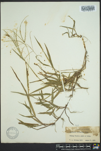 Digitaria violascens image