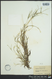 Digitaria violascens image