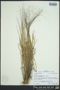 Digitaria cognata image