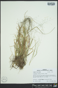 Digitaria cognata image