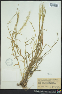 Digitaria cognata image