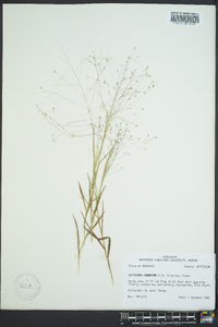 Digitaria cognata image