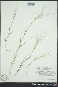 Digitaria cognata image