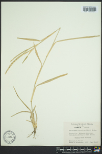 Stenotaphrum secundatum image