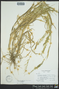 Eriochloa acuminata image